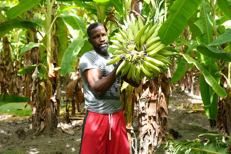 Man holding a harvest of bananas