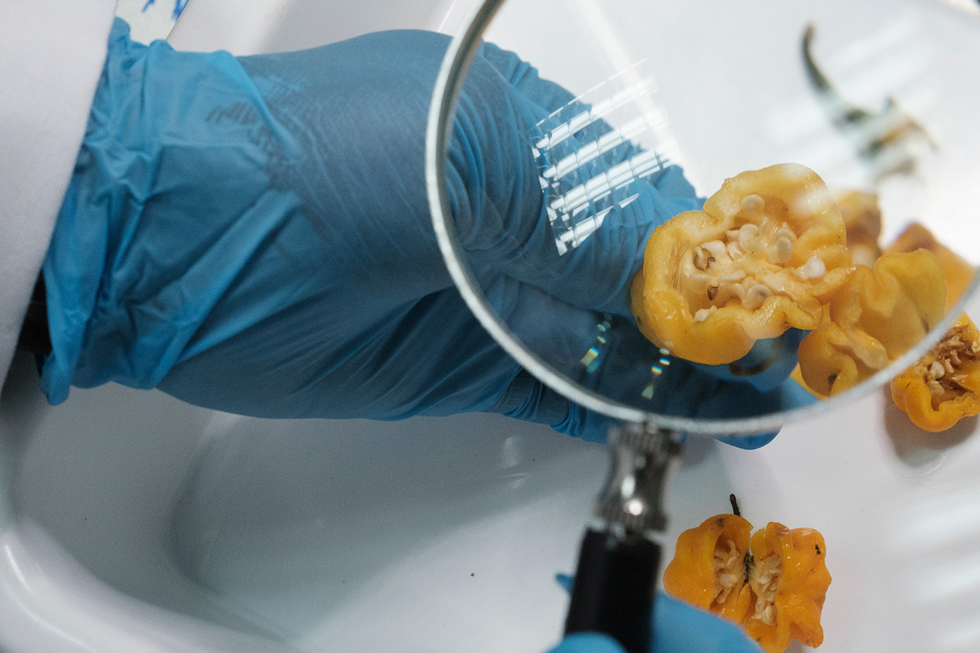 A scientist in a laboratory examining a piece of fruit with a magnifying glass.