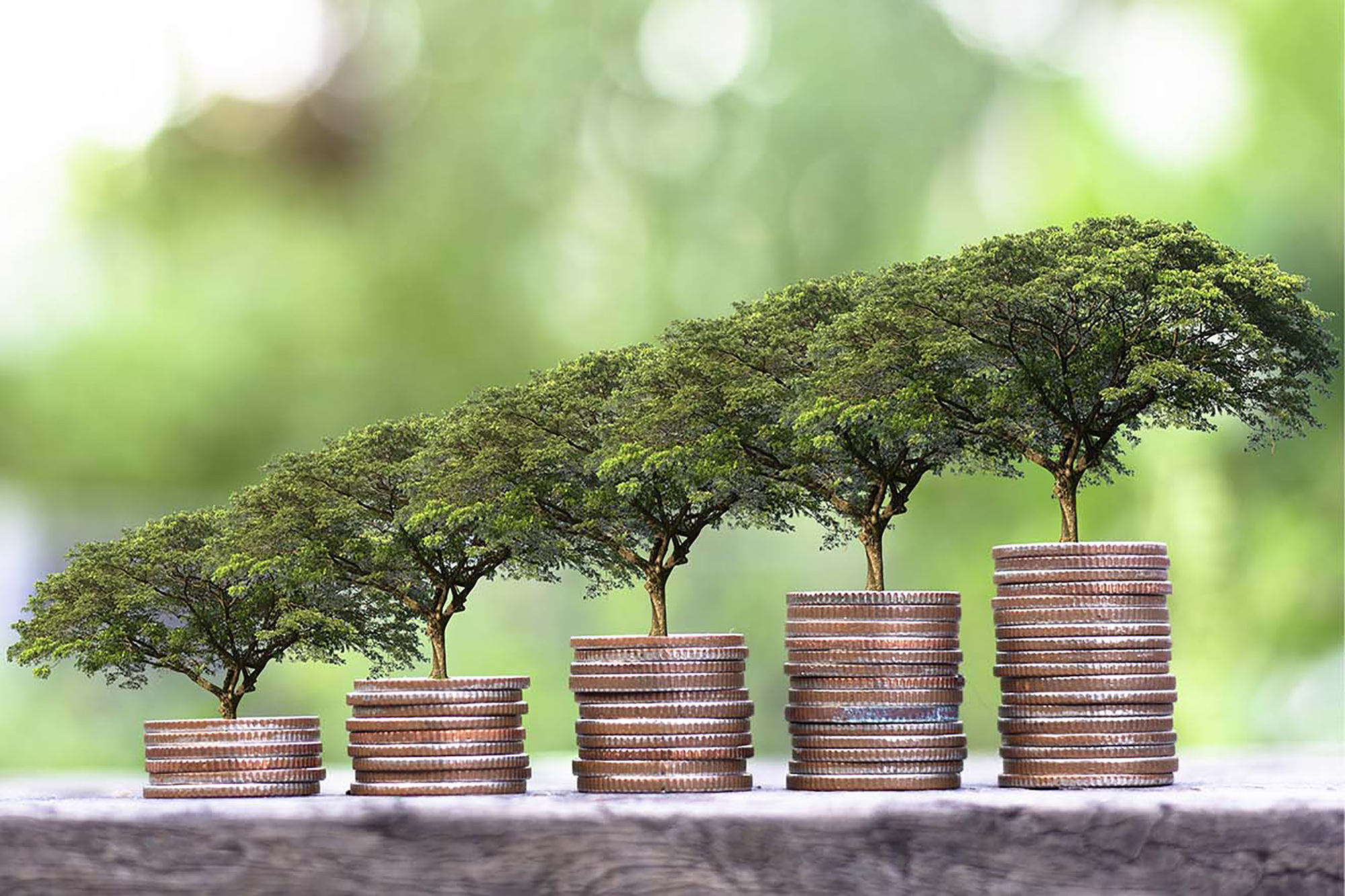 Plant growing on money coin stacks.