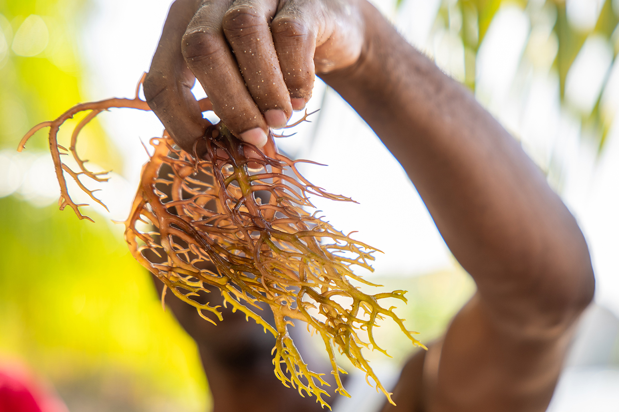 Seaweed farming is a process that includes the harvesting of algae, removal of foreign weeds and debris, bleaching, and sun-drying the harvested algae, followed by packaging the dried product for sale.