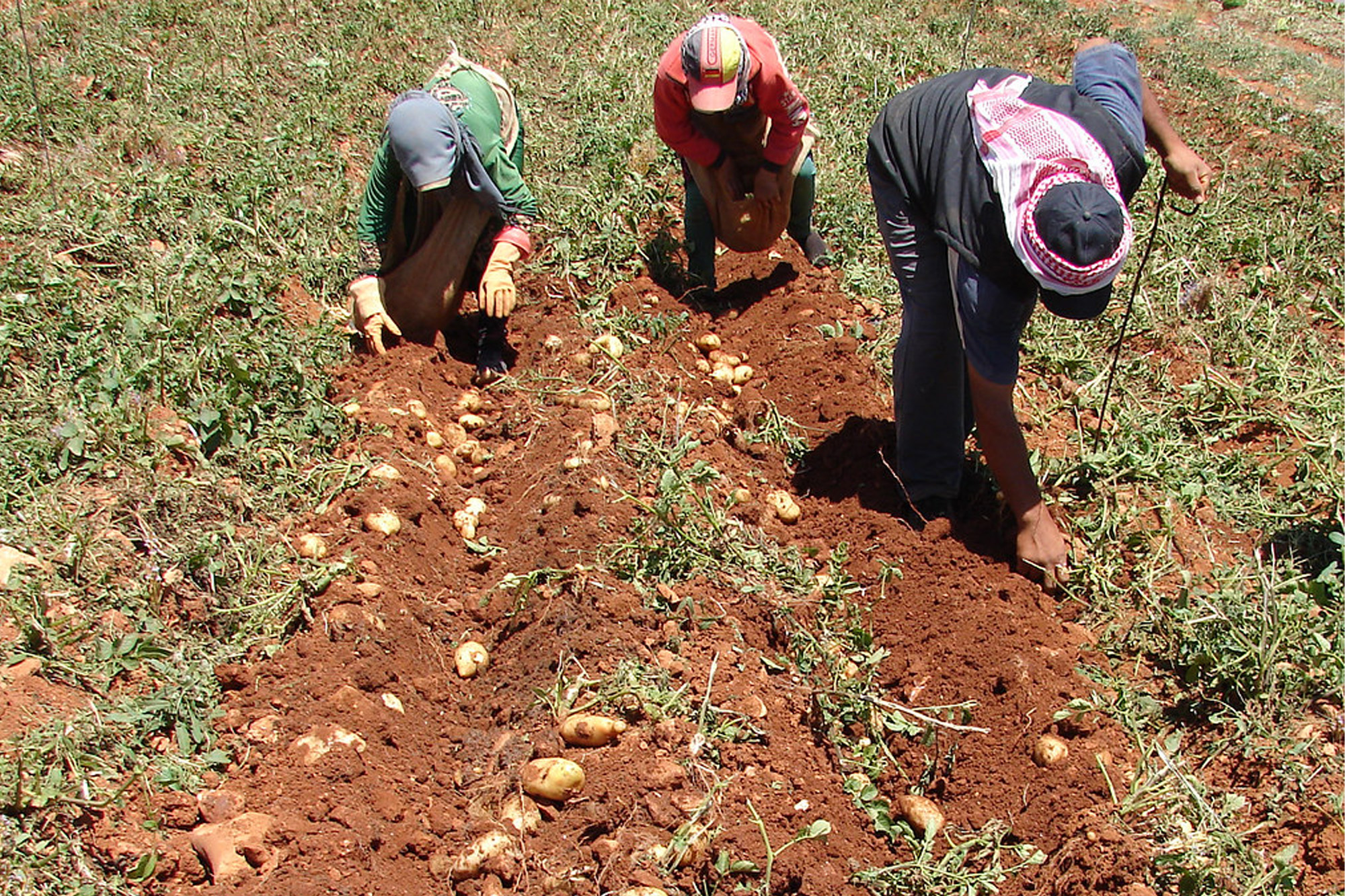 Potatoes play a crucial role in strategies to offer nutritious food and enhance livelihoods in rural areas and regions where natural resources are scarce and inputs are costly.
