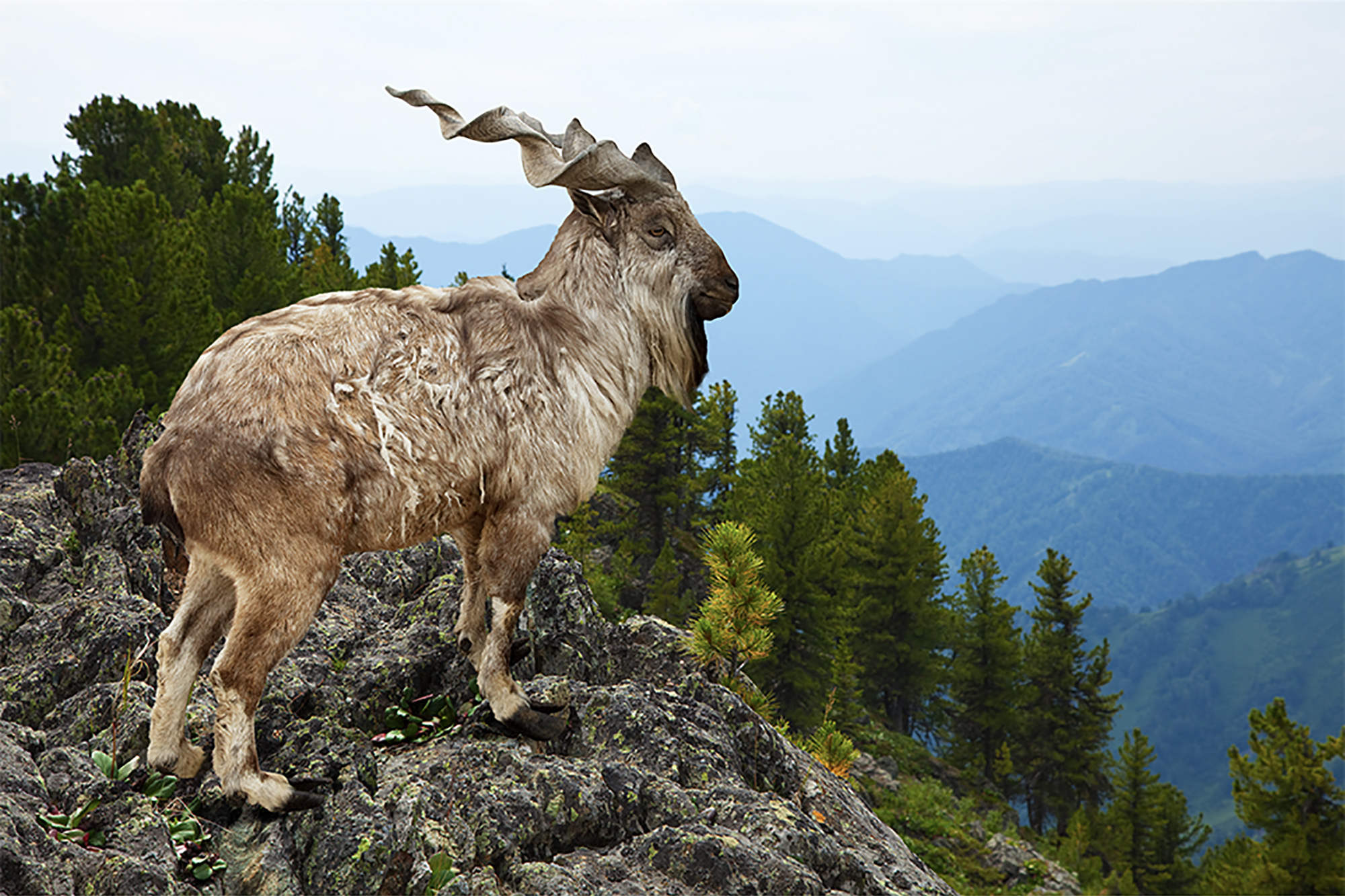 Markhor with mountains in the background.