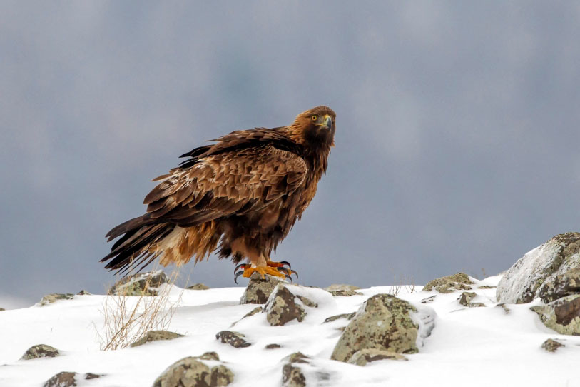 An eagle on top of a mountain.