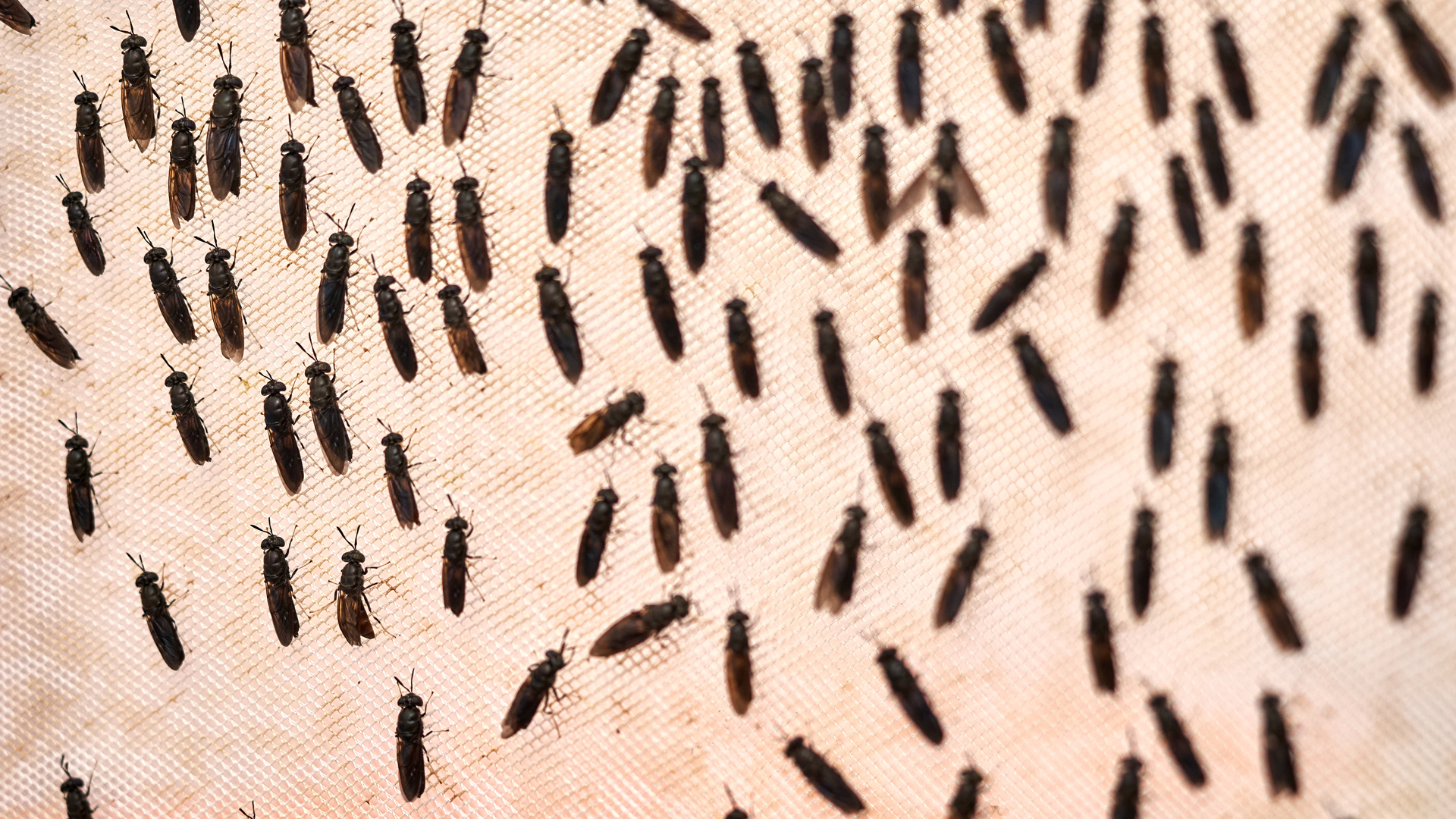 A large amount of Black Soldier flies resting on a net.
