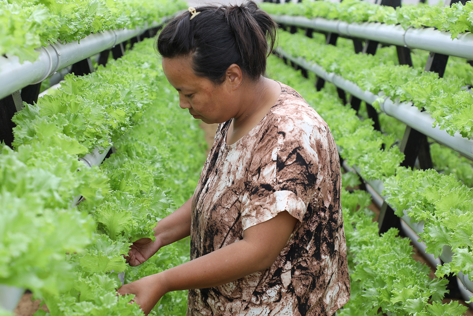 A woman works in her hydroponic greenhouse, where plants are grown in special nutrient-rich water instead of soil.