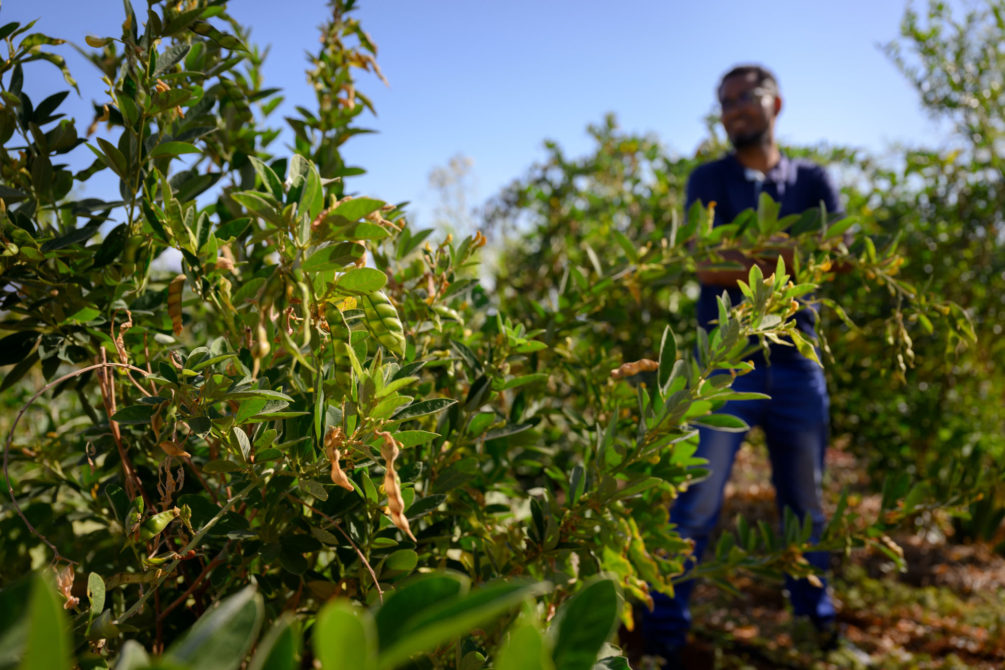 An image of a farmland with a farmer in the background.