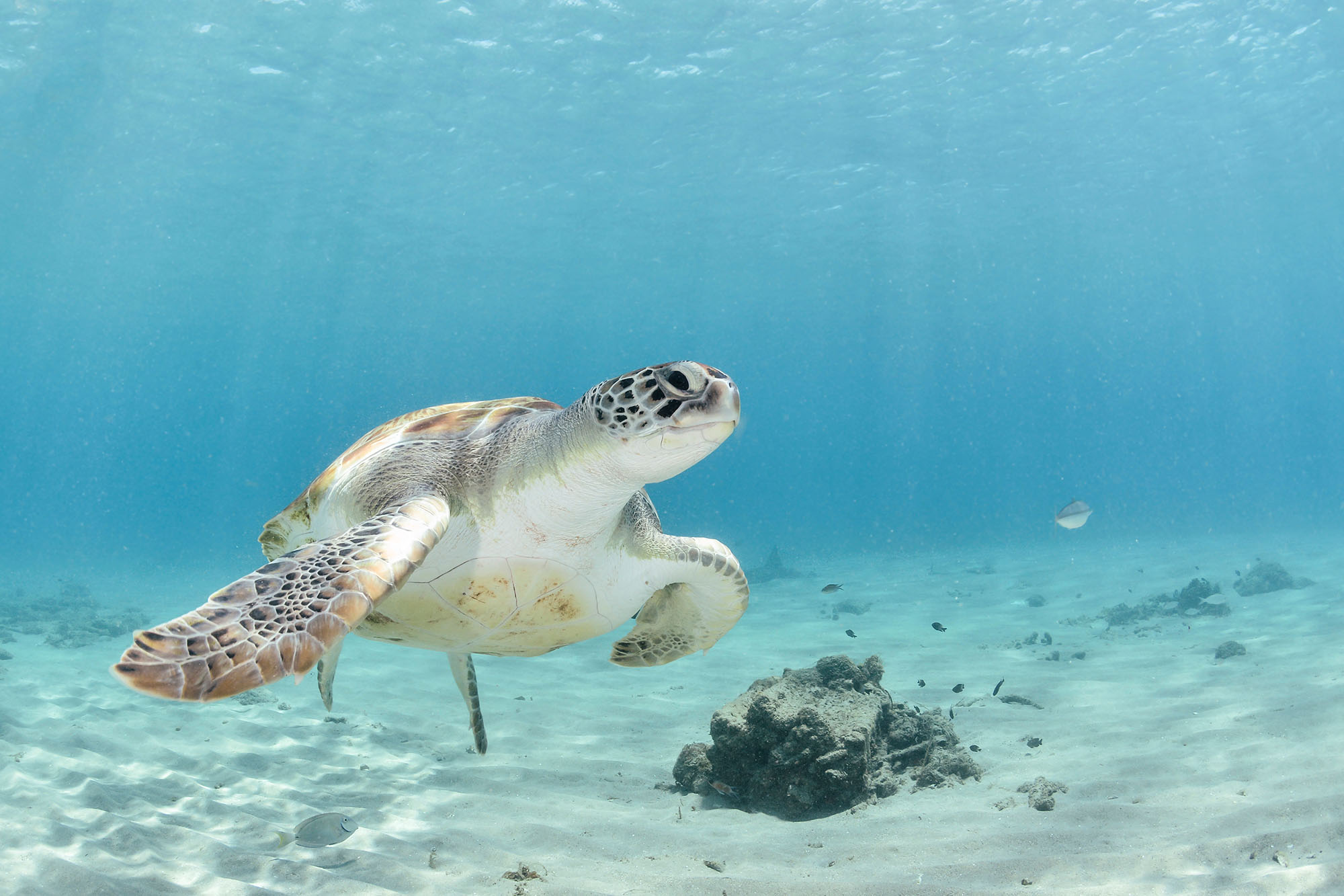 Marine turtle swimming in the ocean.