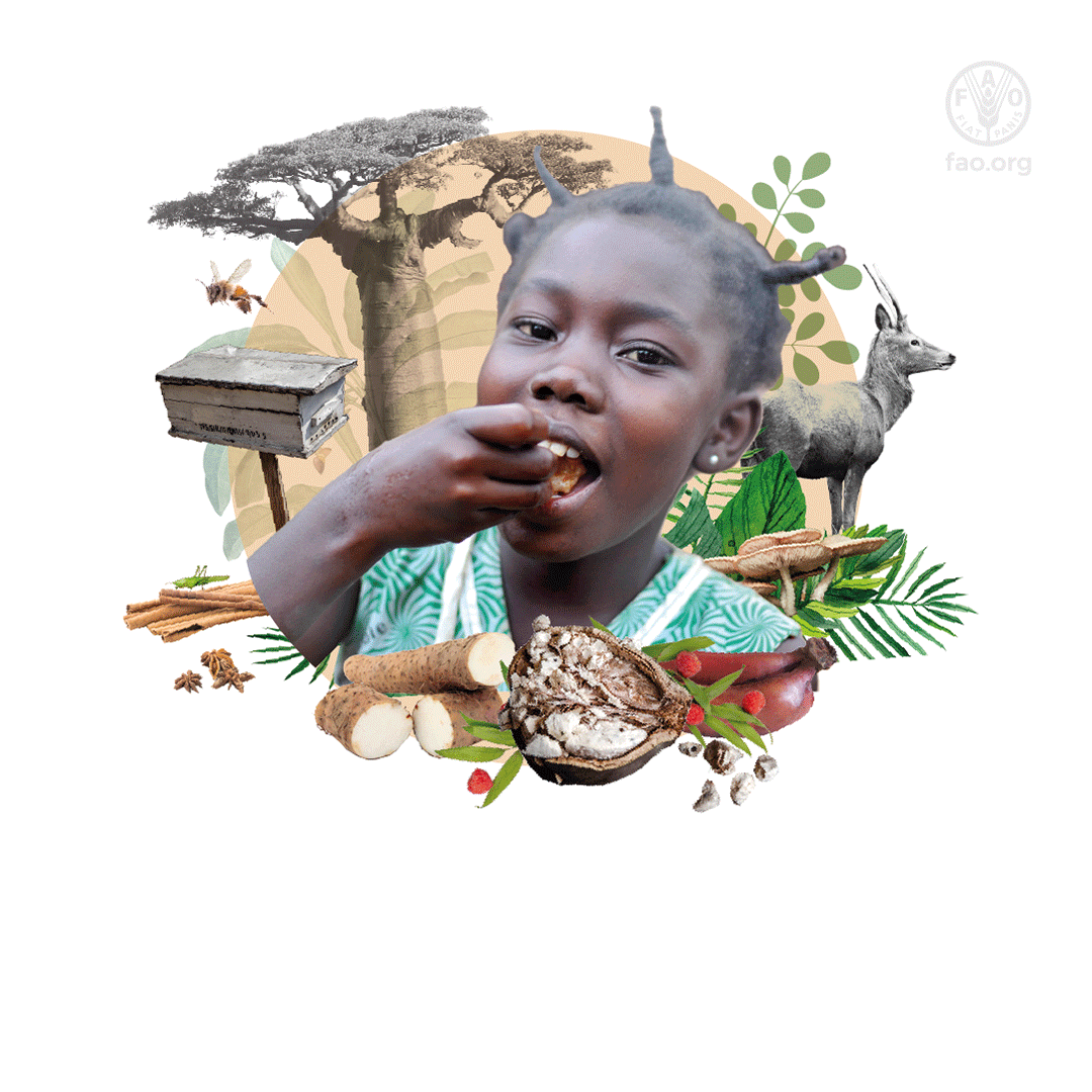 森林是食物的重要来源