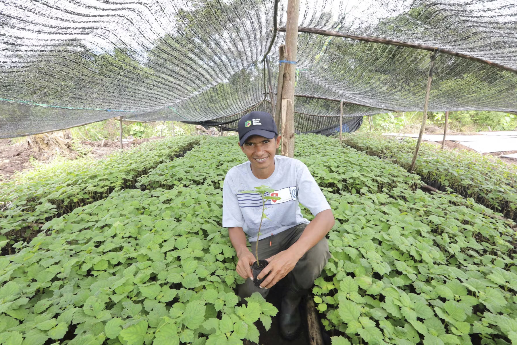 A man in a bed of patchouli seedlings.