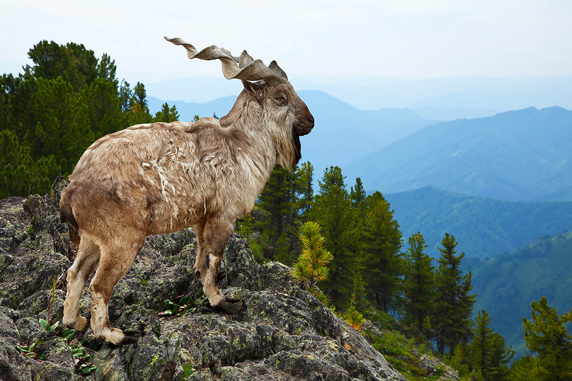 A markhor standing amongst dense green trees with distant mountain ranges in the background against a clear sky.