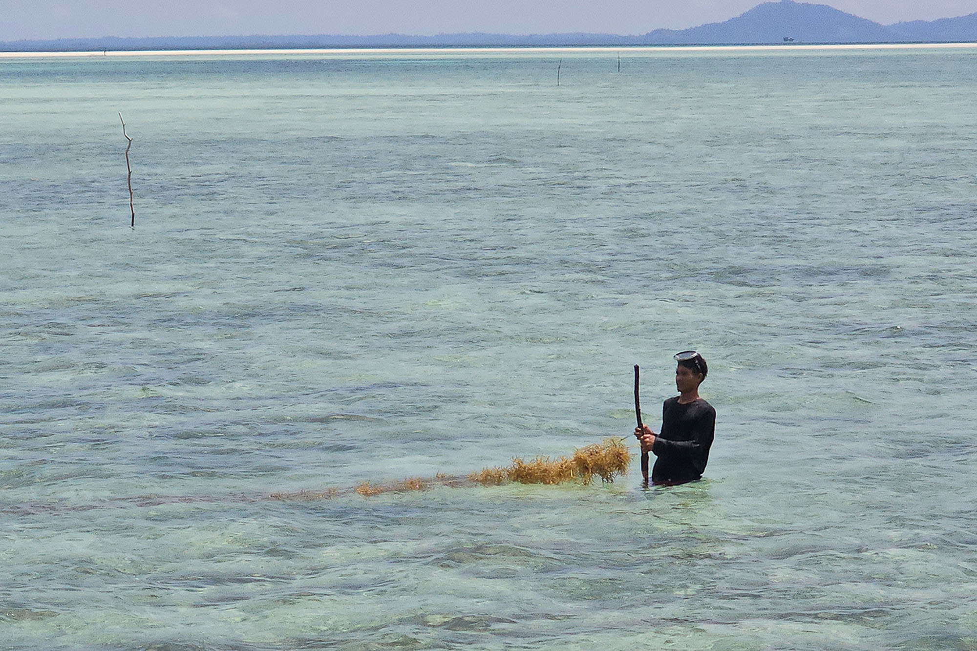 A person standing in shallow water, holding a long stick with seaweed attached to it.