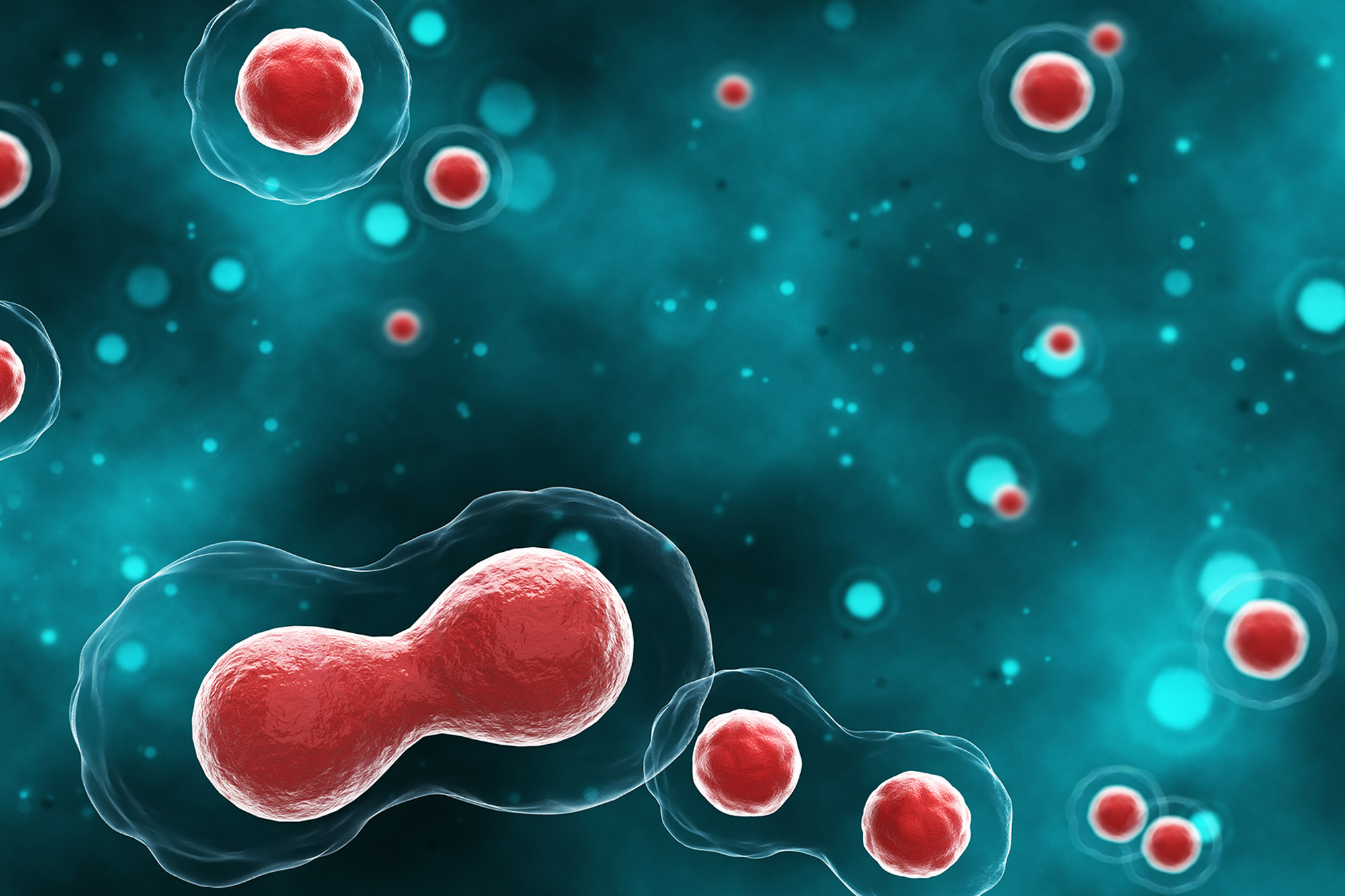 A 3D illustration showing the process of cell division.