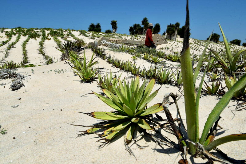 A man walks in the distance among dunes