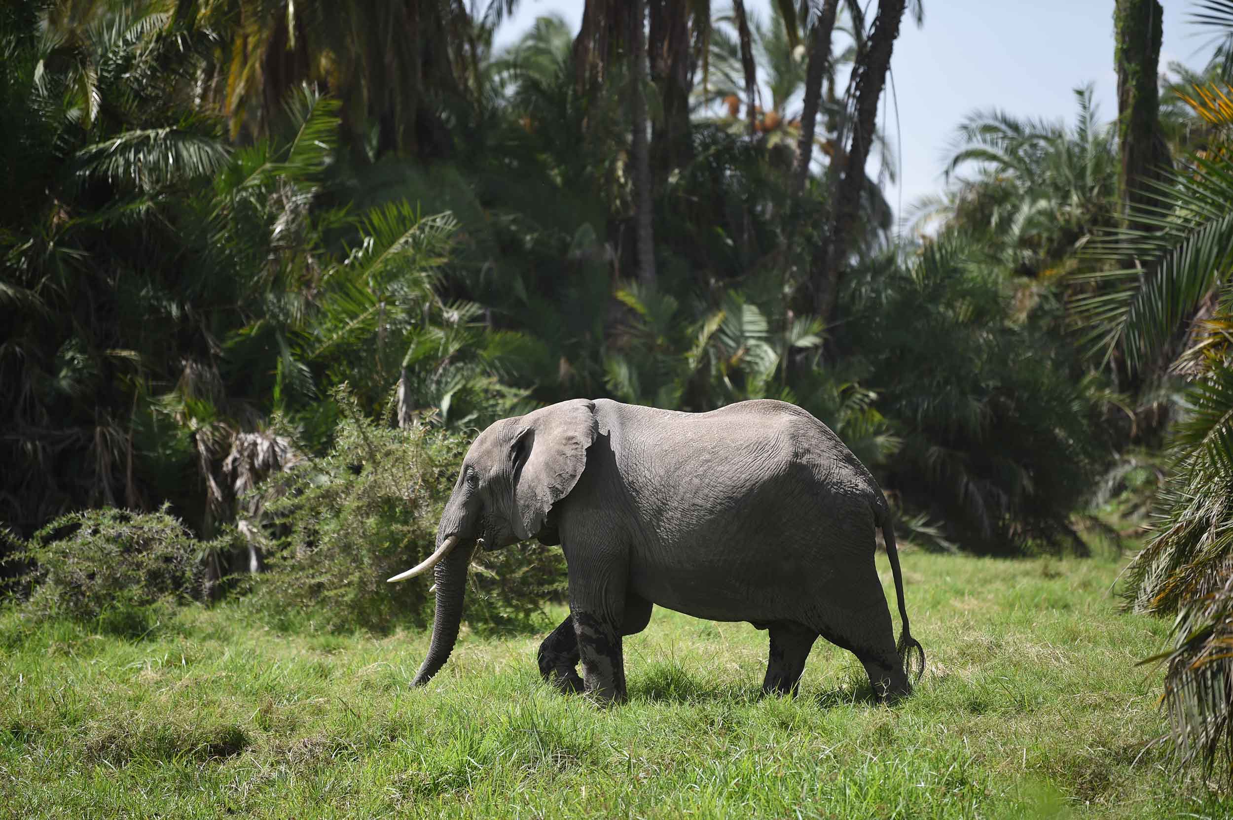 elephant in its wild habitat