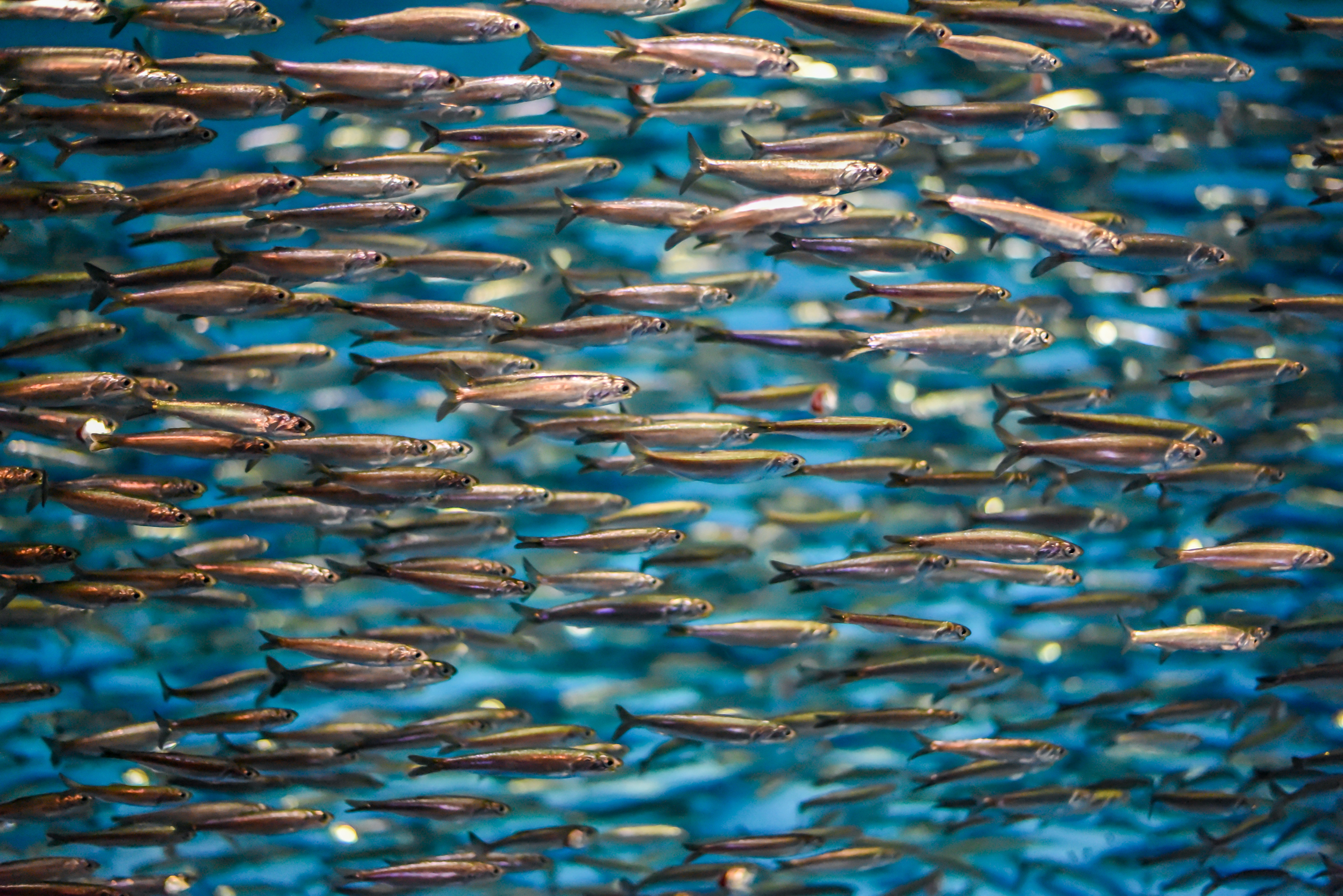 Banco de anchoas