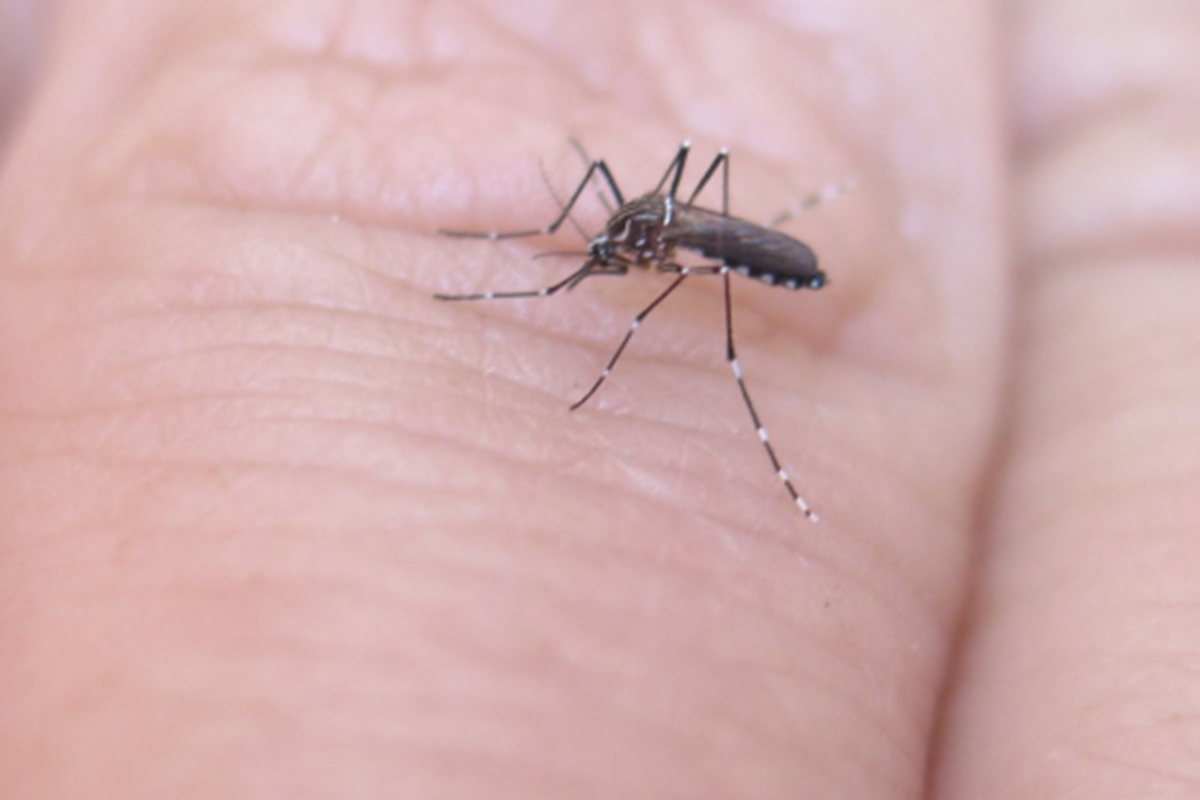 A close-up of a mosquito resting on skin. 