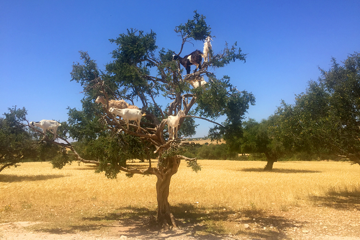 Goats on a tree