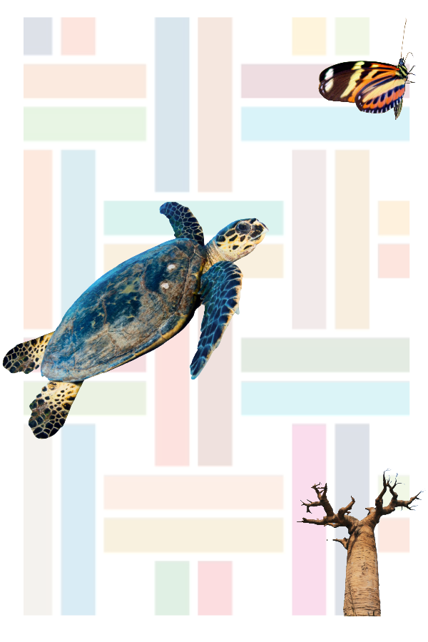 Collage photos illustrant une tortue, un arbre et un papillon