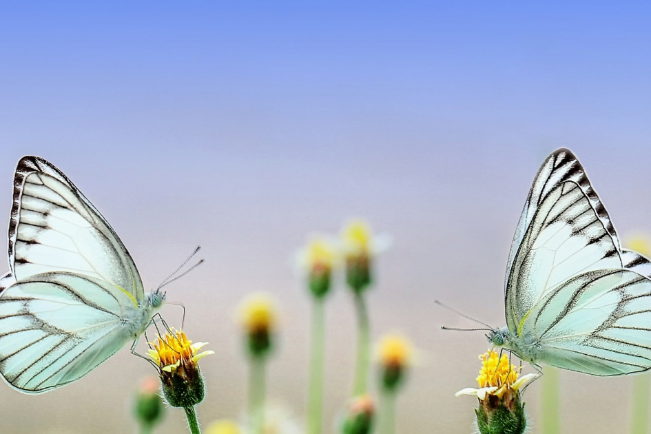 butterflies on flowers