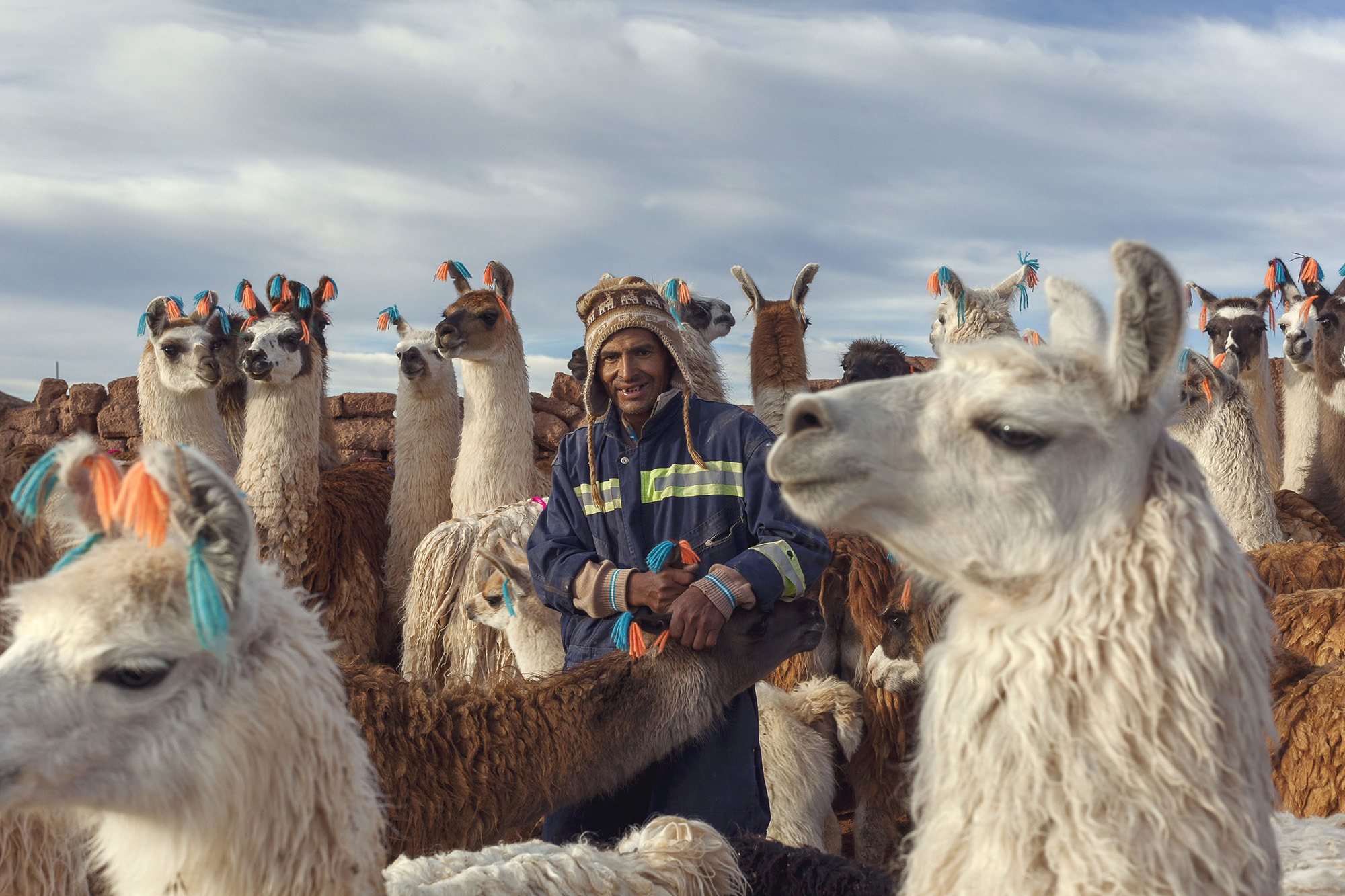 Llama breeder in Bolivia.