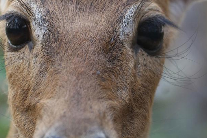 Primer plano de la cabeza y ojos de un ciervo