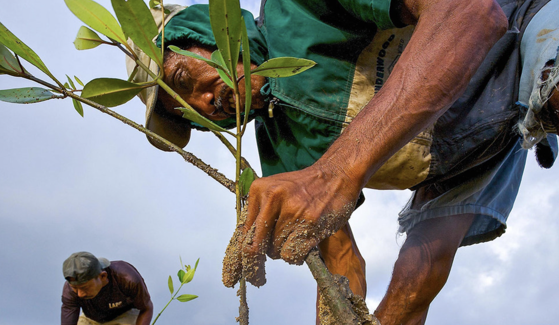 Hombre con las manos llenas de arena planta un esqueje.