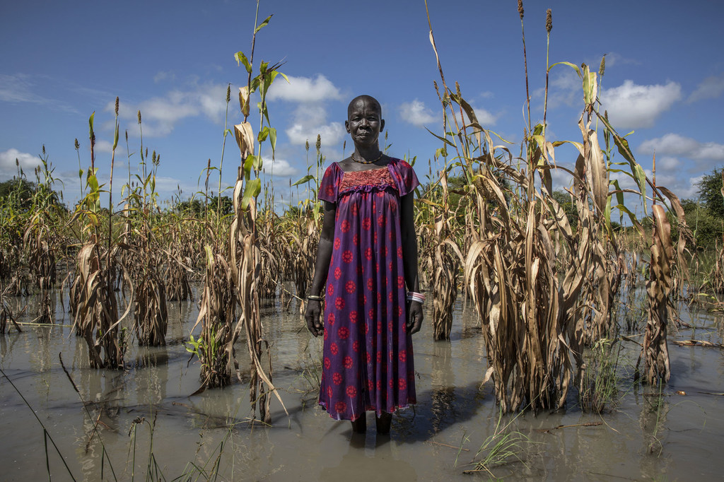 A photograph showing A woman standing in shalliow water, surrounded by sparse crops