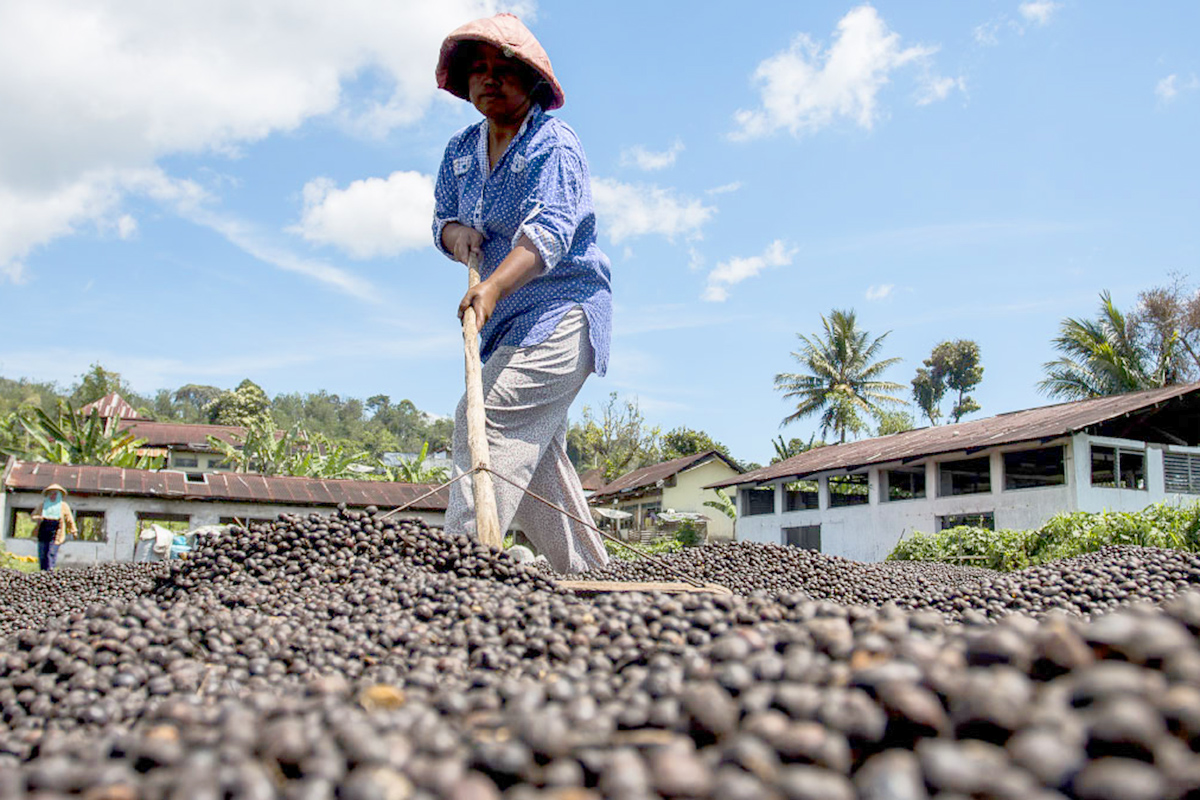 A farmer dries coffee beans.