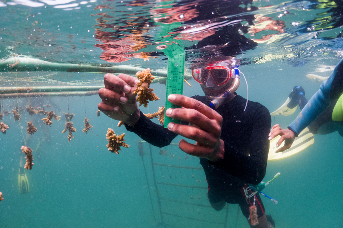 A snorkeler measures corals with a ruler underwater. 