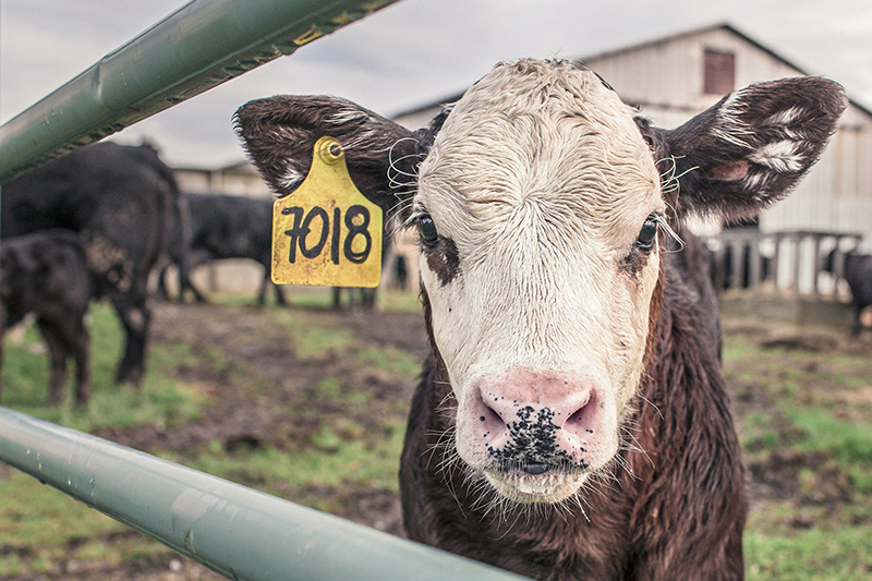 calves in yard