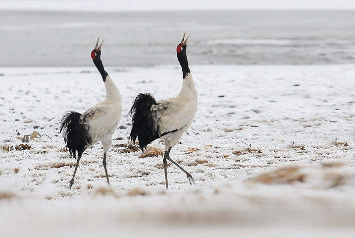 Cranes in a snowy landscape