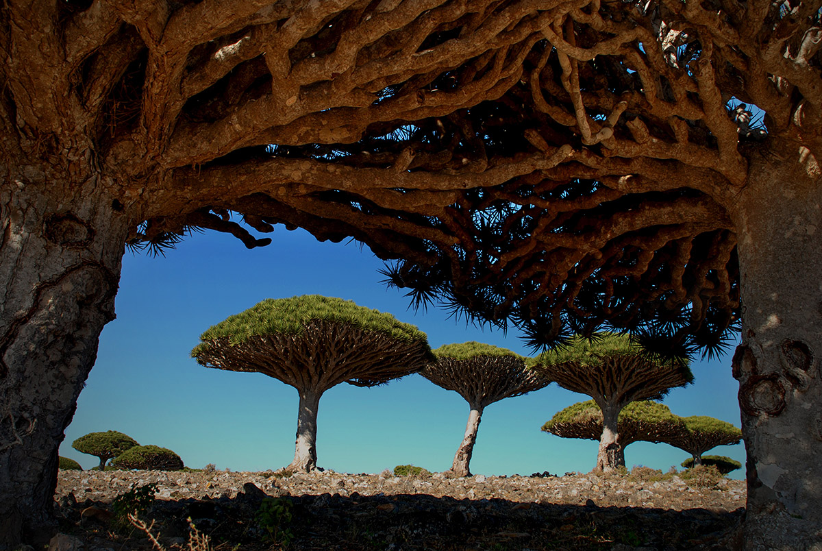 dragon's blood trees in Socotra