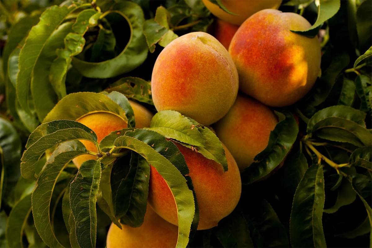 cluster of peaches on a tree