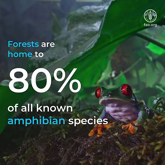 Image of a frog with the following text: Forests are home to 80% of all known amphibian species..