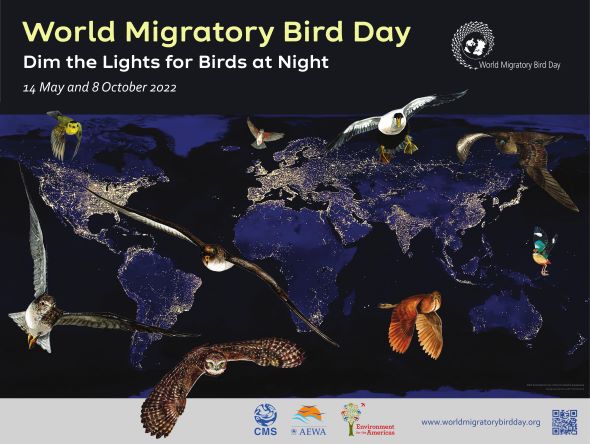 The Growing Effects of Light Pollution on Migratory Birds | United Nations The Growing Effects of Light Pollution on Migratory Birds | United Nations