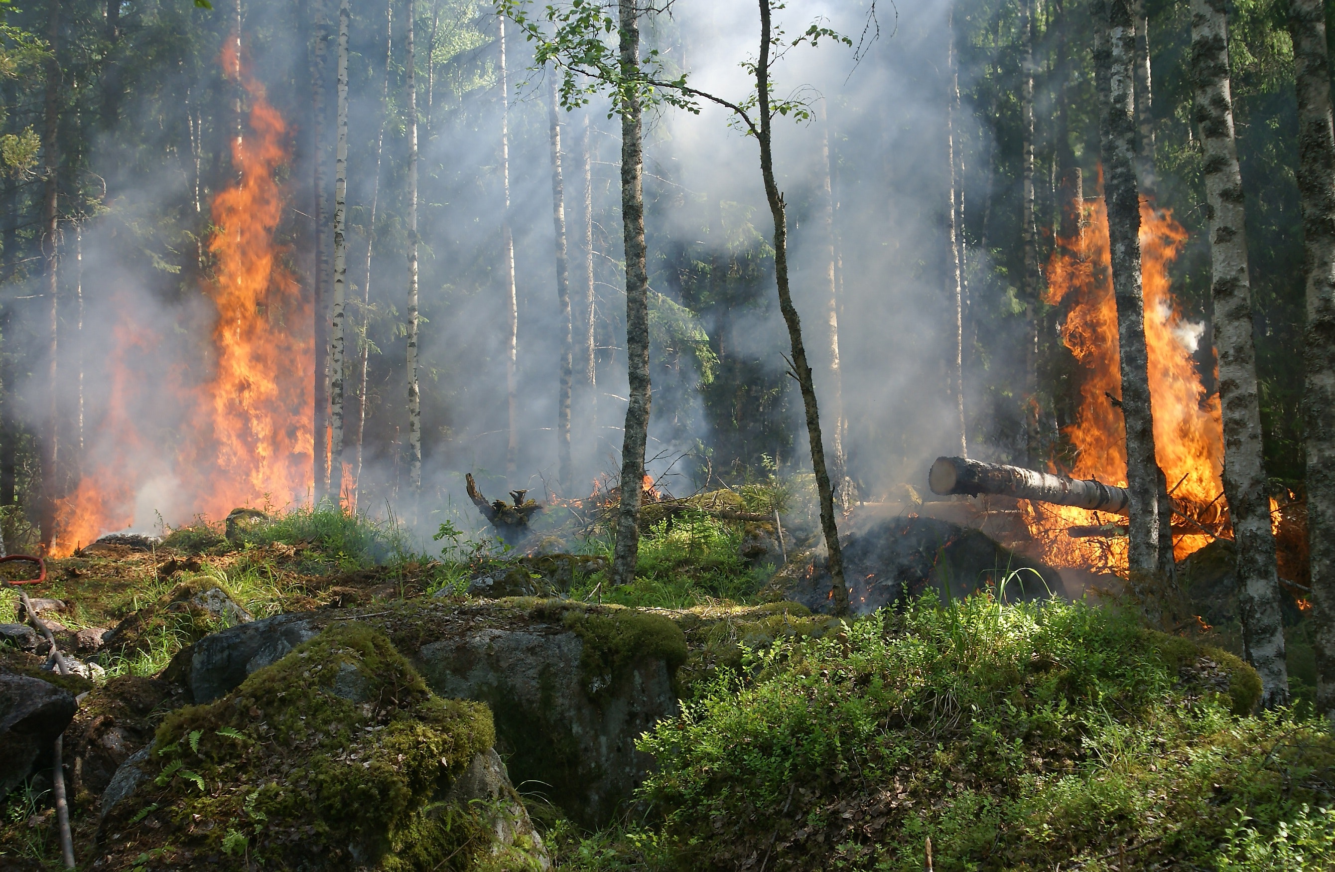 As Wildfires Increase, Integrated Strategies for Forests, Climate and  Sustainability Are Ever More Urgent | United Nations