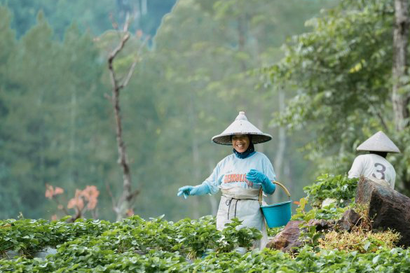 粮农组织和联合国环境署支持印度尼西亚推行社会林业，让贫瘠荒芜的土地变成了繁茂森林，其中还分部着星星点点的农田。©联合国环境署/Taufany Eriz