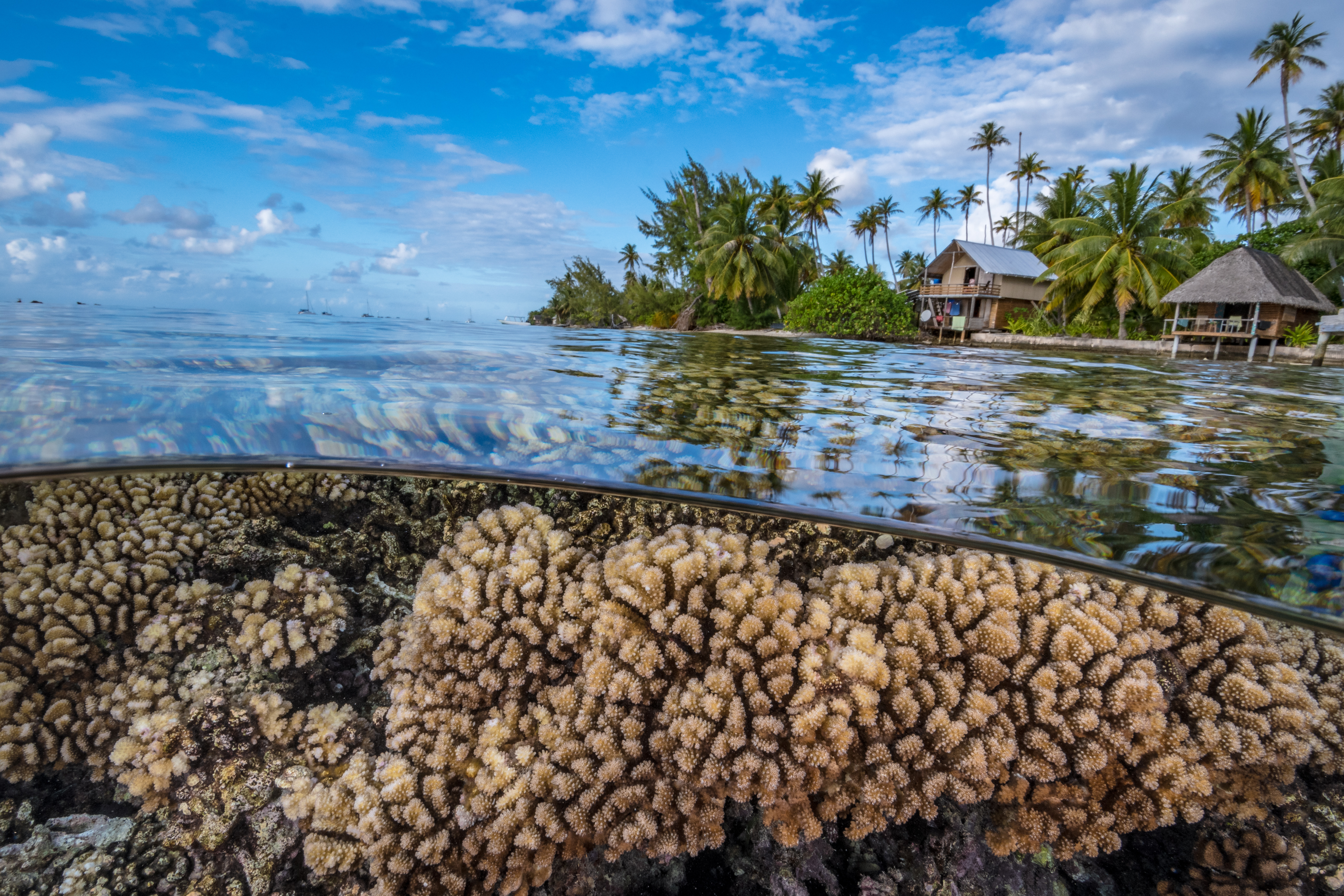 Photo d'un récif corallien en premier plan, avec en arrière-plan des bungalows