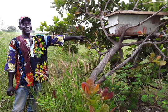 a man points at a beehive on a tree