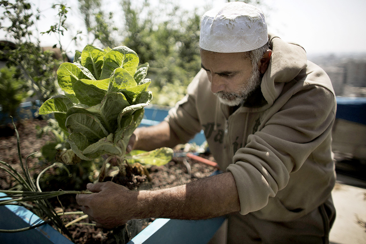 A man tending to the vegetable garden
