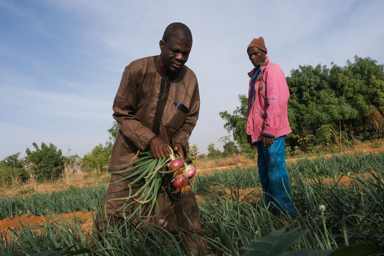 farmers harvesting onions