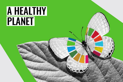 A black and white composition of a butterfly on a leaf, with the Sustainable Development Goals colored icon on her wings.