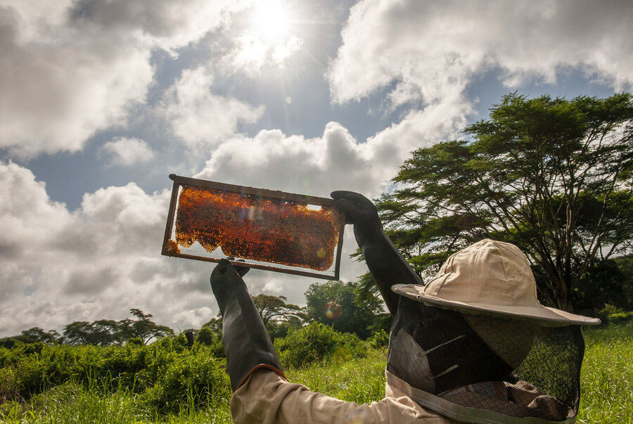 beekeeper holding up honecomb