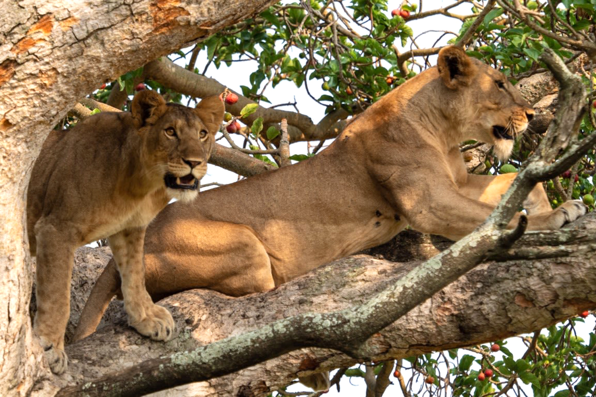 A pair of tree climbing lions