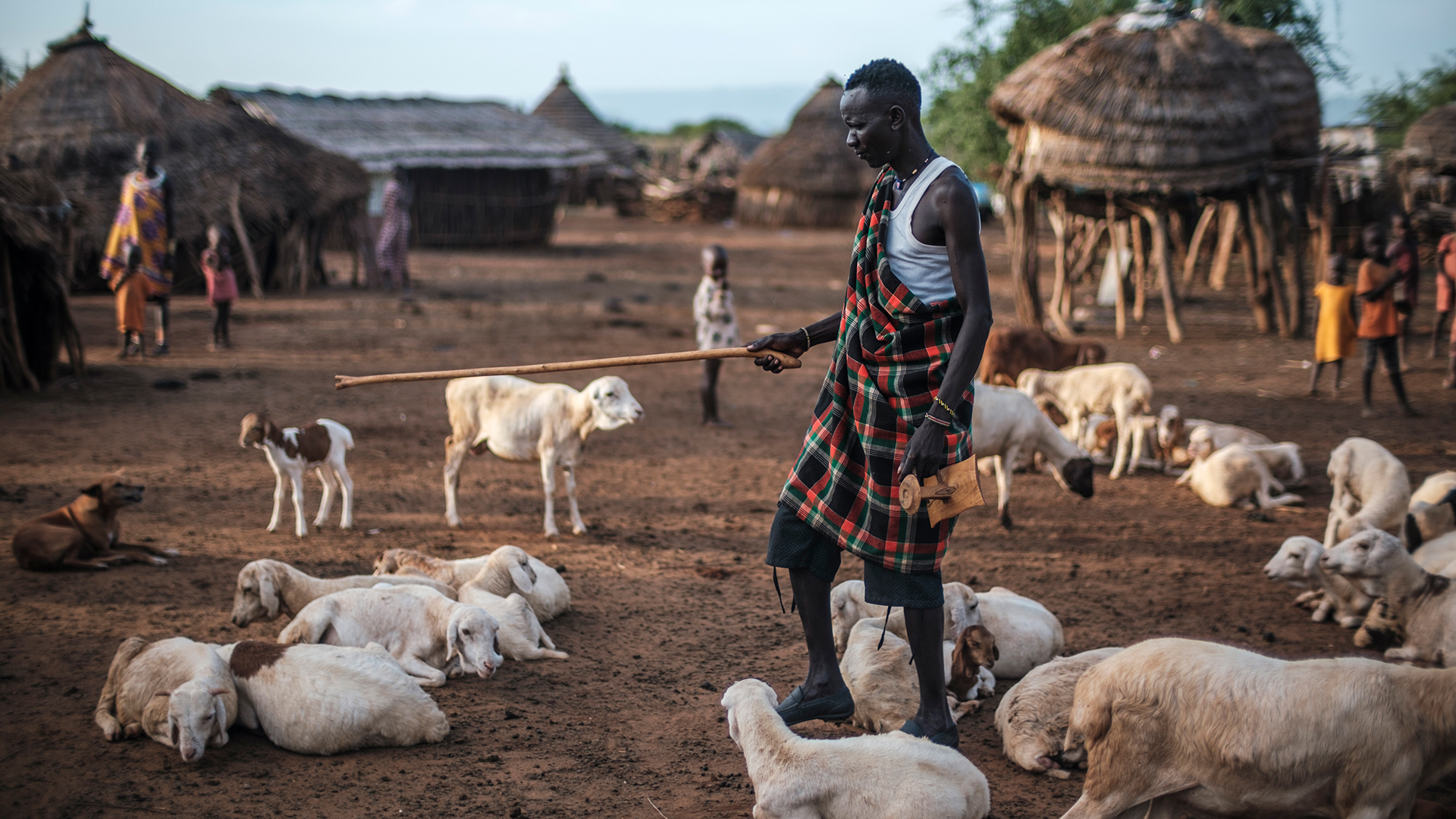Michael Lokuru Kuri emmène paître ses bêtes