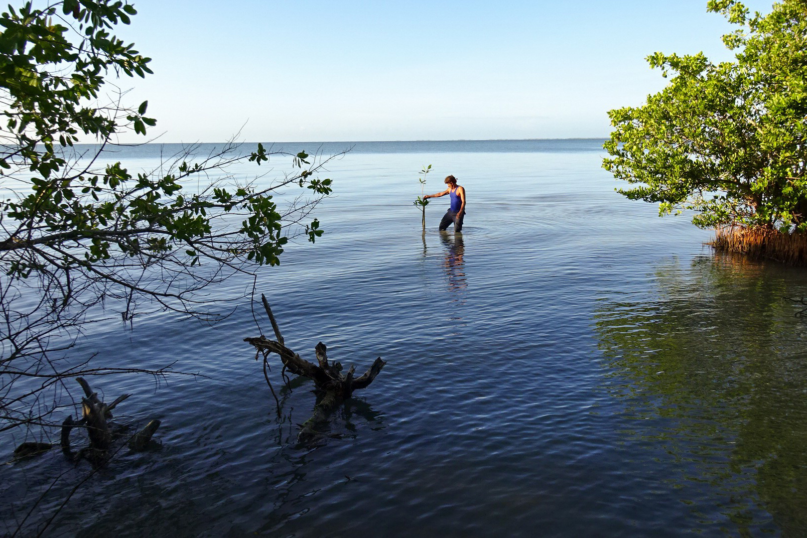 Mangrove restoration project underway. 