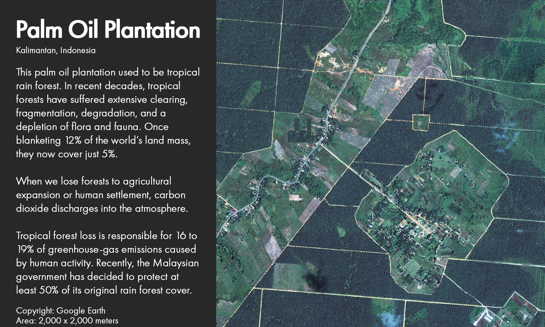 Palm Oil Plantation​
