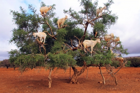 Chèvres perchées sur les branches d'un arganier. ©Nadiia Zamedianska/shutterstock Des chèvres perchées sur les branches d'un arganier