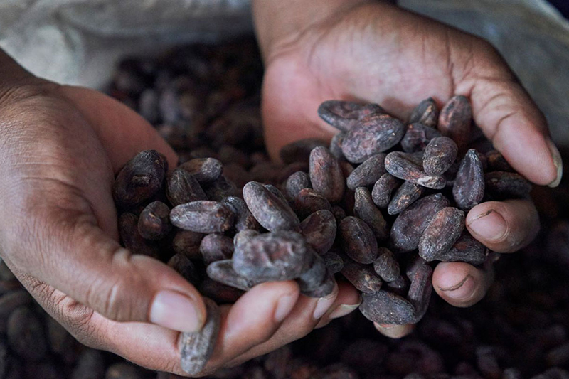 hands holding cocoa beans