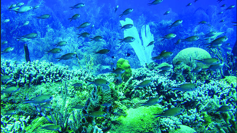 Underwater coral reefs and swimming fish.